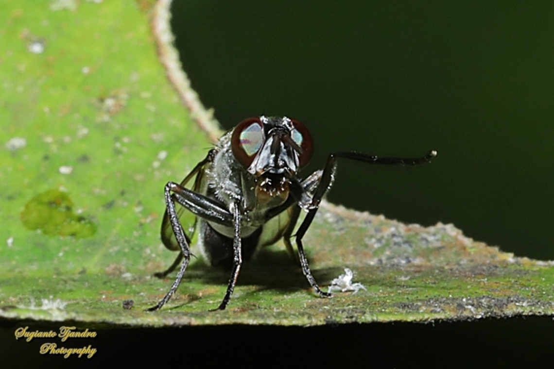 Plagiostenopterina sp, family Platystomatidae  Fall,Geotagged,Indonesia