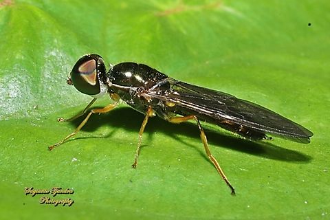 Soldier fly, Microchrysa Sp., family Stratiomyidae  Fall,Geotagged,Indonesia