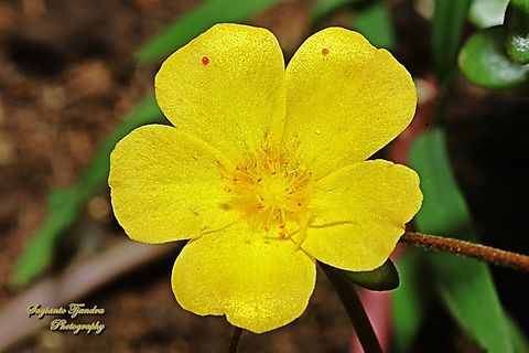 Wingpod Purslane,  Portulaca umbraticola  Fall,Geotagged,Indonesia,Portulaca umbraticola