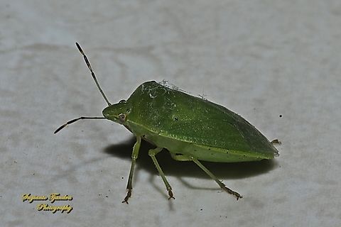 Green Sting Bug, Lembing Hijau, Nezara viridula  Fall,Geotagged,Indonesia,Nezara viridula,Southern Green Stink Bug