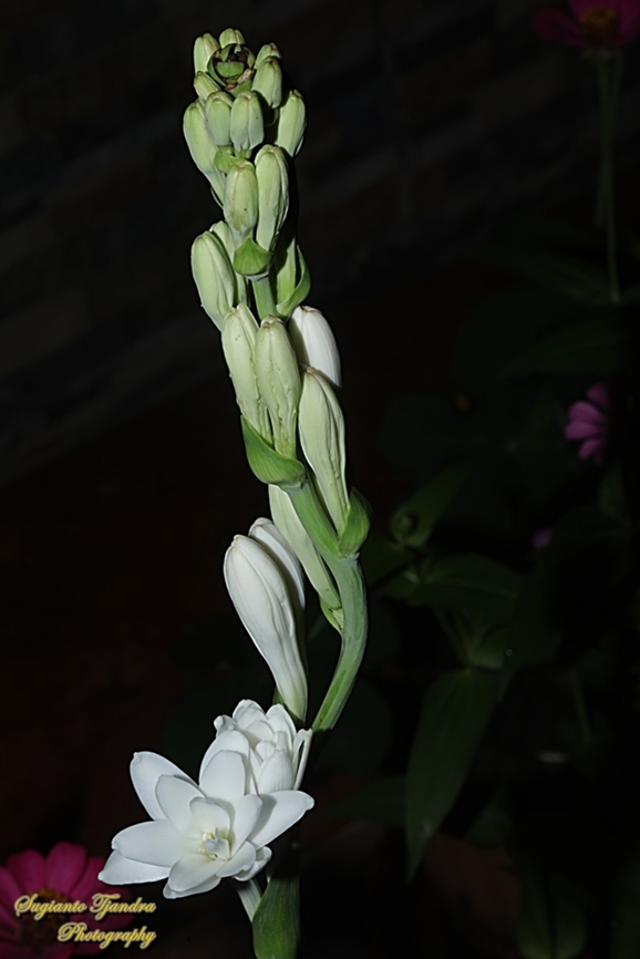 Bunga Sedap Malam, Tuberose, Polianthes tuberosa  Agave amica,Fall,Geotagged,Indonesia,Tuberose