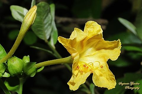 Bunga Pukul Empat, Mirabilis jalapa  Fall,Geotagged,Indonesia,Marvel of Peru,Mirabilis jalapa