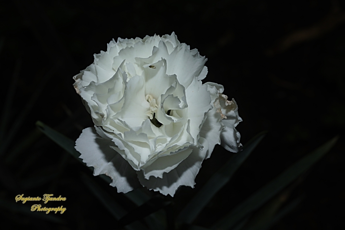 Bunga Anyelir Putih, Carnations, Genus Dianthus  Fall,Geotagged,Indonesia
