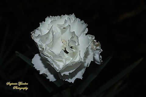 Bunga Anyelir Putih, Carnations, Genus Dianthus  Fall,Geotagged,Indonesia