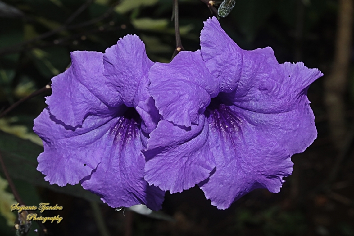 Mexican Ruellia, Ruellia simplex  Fall,Geotagged,Indonesia,Mexican Petunia,Ruellia simplex