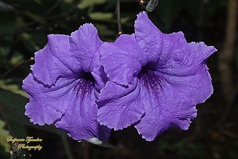 Mexican Ruellia, Ruellia simplex  Fall,Geotagged,Indonesia,Mexican Petunia,Ruellia simplex