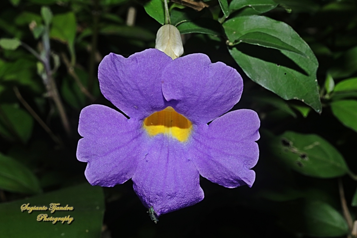 Bush Thunbergia, Thunbergia erecta  Bush clock vine,Fall,Geotagged,Indonesia,Thunbergia erecta