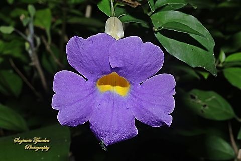 Bush Thunbergia, Thunbergia erecta  Bush clock vine,Fall,Geotagged,Indonesia,Thunbergia erecta