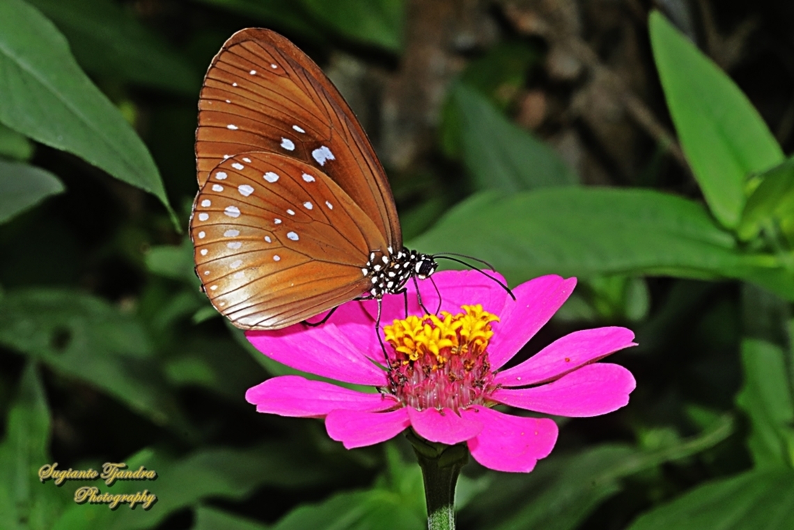 Climena Crow Butterfly, Euploea climena sepulehralis - lowerside  Climena Crow,Euploea climena,Fall,Geotagged,Indonesia