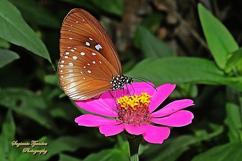 Climena Crow Butterfly, Euploea climena sepulehralis - lowerside  Climena Crow,Euploea climena,Fall,Geotagged,Indonesia