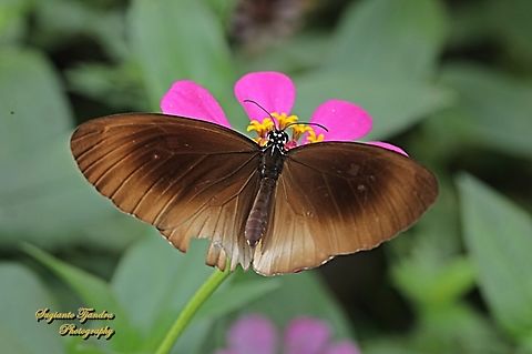 Climena Crow Butterfly, Euploea climena sepulehralis - upperside  Climena Crow,Euploea climena,Fall,Geotagged,Indonesia