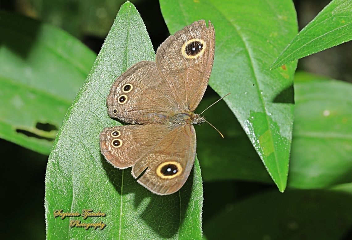 Common Five Ring, Ypthima baldus - upperside  Common Fivering,Fall,Geotagged,Indonesia,Ypthima baldus