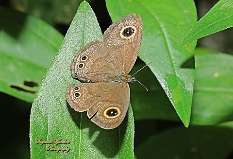 Common Five Ring, Ypthima baldus - upperside  Common Fivering,Fall,Geotagged,Indonesia,Ypthima baldus