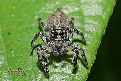 Jumping spider, the tropical flycatcher, Plexippus petersi, family Salticidae - female  Common Housefly Catcher,Fall,Geotagged,Indonesia,Plexippus petersi