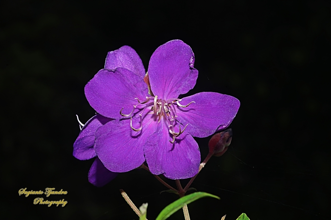 Princess Flower, Tibouchina urvilleana (family Melastomataceae )  Fall,Geotagged,Glory Bush,Indonesia,Tibouchina urvilleana
