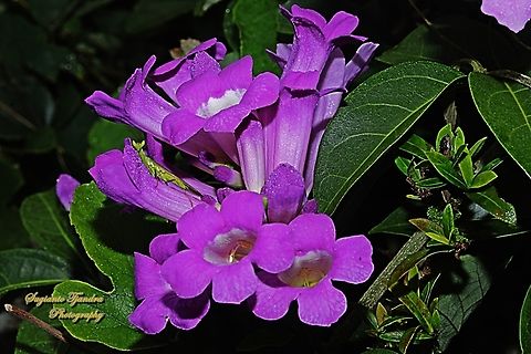 Garlic Vine, Mansoa alliacea (Pseudocalymna alliaceum)  Fall,Geotagged,Indonesia,Mansoa alliacea