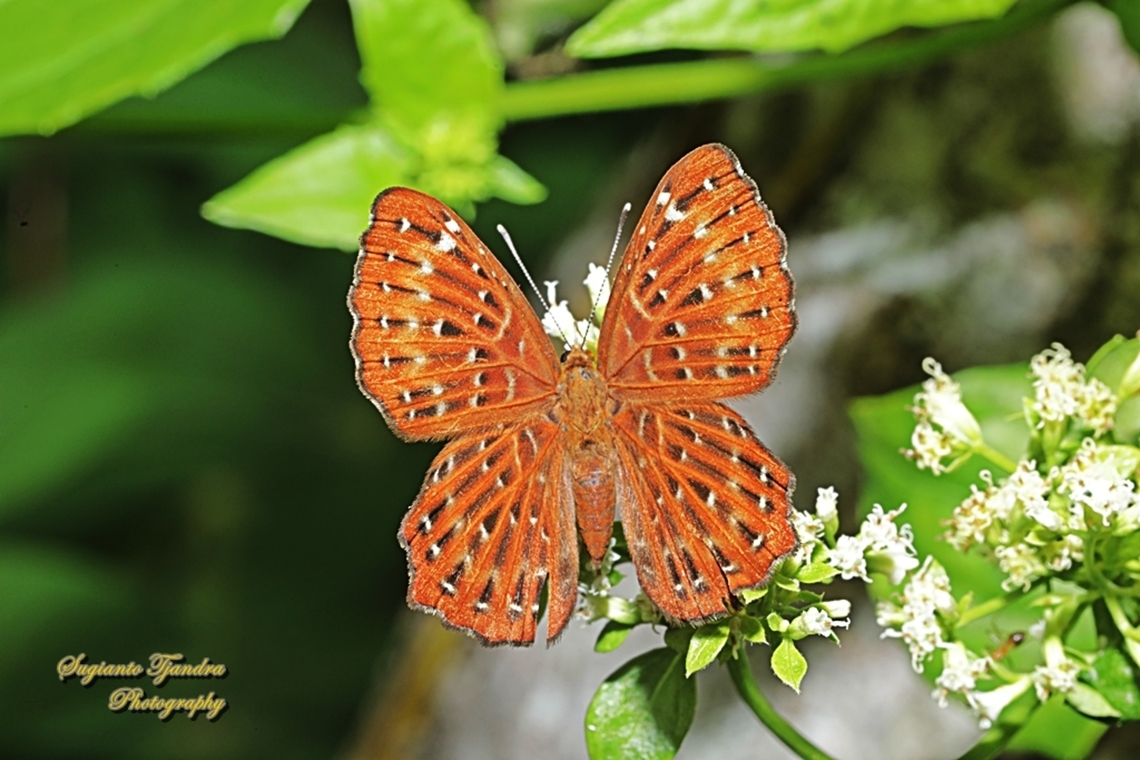 The Punchinello Butterfly, Zemeros flegyas javanus, (family Riodinidae)  Fall,Geotagged,Indonesia,Punchinello,Zemeros flegyas