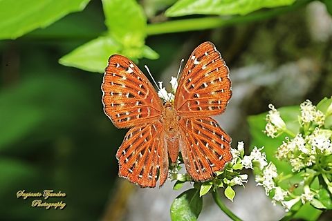 The Punchinello Butterfly, Zemeros flegyas javanus, (family Riodinidae)  Fall,Geotagged,Indonesia,Punchinello,Zemeros flegyas