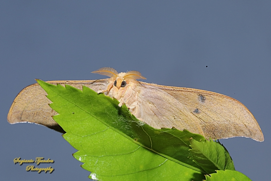 Cricula Silkmoth, Cricula trifenestrata  Cricula Silkmoth,Cricula trifenestrata,Fall,Geotagged,Indonesia