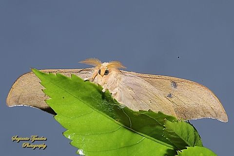 Cricula Silkmoth, Cricula trifenestrata  Cricula Silkmoth,Cricula trifenestrata,Fall,Geotagged,Indonesia