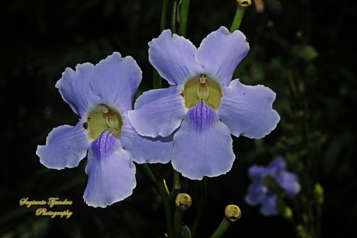 Blue Sky flowers, Bengal Trumpet, Thunbergia grandiflora  Bengal clockvine,Fall,Geotagged,Indonesia,Thunbergia grandiflora