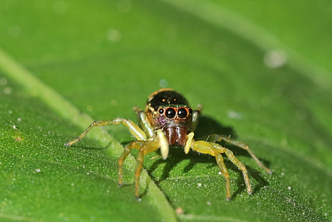 Jumping Spider, Cosmophasis valerieae, family Salticidae  Cosmophasis valerieae,Fall,Geotagged,Indonesia