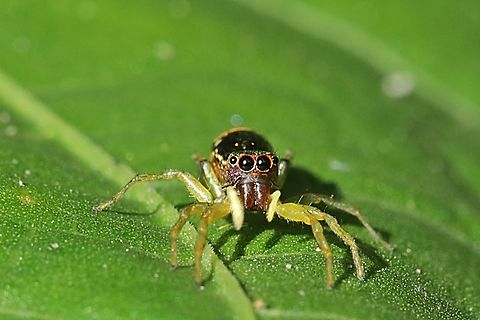 Jumping Spider, Cosmophasis valerieae, family Salticidae  Cosmophasis valerieae,Fall,Geotagged,Indonesia