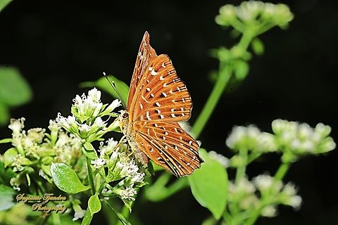 The Punchinello Butterfly, Zemeros flegyas javanus, (family Riodinidae)  Fall,Geotagged,Indonesia,Punchinello,Zemeros flegyas