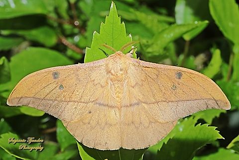 Cricula Silkmoth, Cricula trifenestrata  Cricula Silkmoth,Cricula trifenestrata,Fall,Geotagged,Indonesia