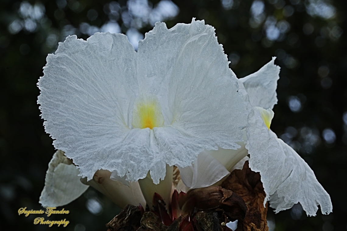 Crepe Ginger flower, Hellenia speciosa, Family Costaceae  Fall,Geotagged,Hellenia speciosa,Indonesia