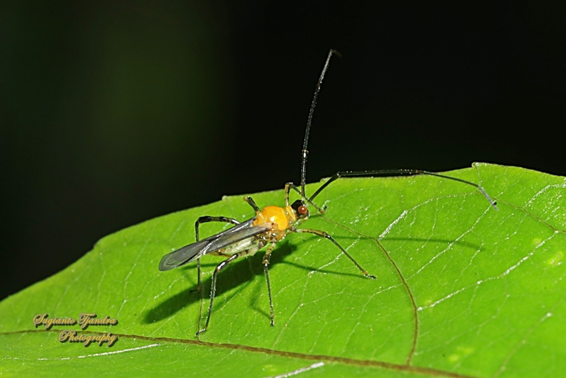Mosquito Bugs, Genus Helopeltis  Fall,Geotagged,Indonesia