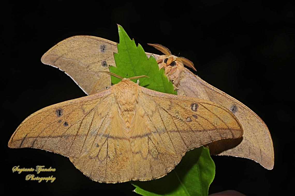Cricula Silkmoth, Cricula trifenestrata  Cricula Silkmoth,Cricula trifenestrata,Fall,Geotagged,Indonesia