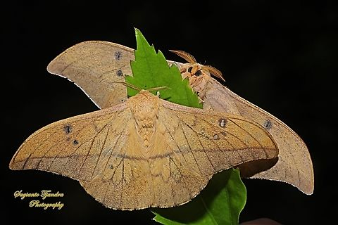 Cricula Silkmoth, Cricula trifenestrata  Cricula Silkmoth,Cricula trifenestrata,Fall,Geotagged,Indonesia