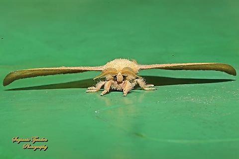 Cricula Silkmoth, Cricula trifenestrata  Cricula Silkmoth,Cricula trifenestrata,Fall,Geotagged,Indonesia