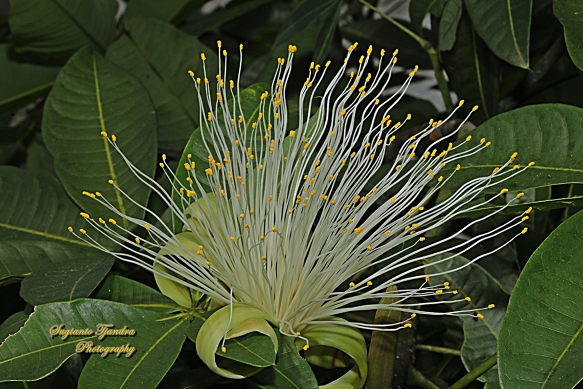 Saba Nut Tree, Pachira glabra  Geotagged,Indonesia,Pachira glabra,Winter
