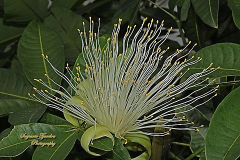 Saba Nut Tree, Pachira glabra  Geotagged,Indonesia,Pachira glabra,Winter