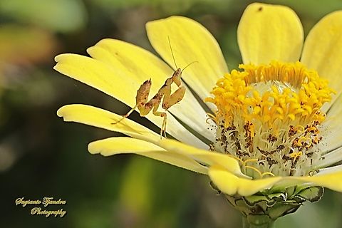 Jewel Flower Mantis nymph, Creobroter gemmatus  Creobroter gemmatus,Fall,Geotagged,Indonesia,Jeweled Flower Mantis