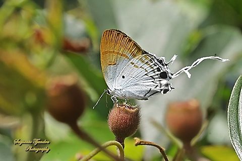 Fluffy Tit butterfly, Zeltus amasa ssp pompaedius  Fall,Fluffy tit,Geotagged,Indonesia,Zeltus amasa