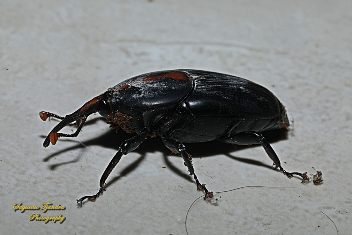 Red Stripe Weevil, Rhynchophorus vulneratus  Fall,Geotagged,Indonesia,Rhynchophorus vulneratus