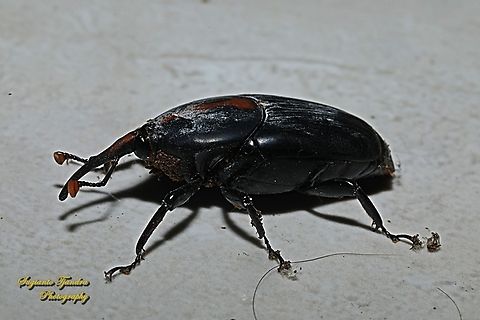 Red Stripe Weevil, Rhynchophorus vulneratus  Fall,Geotagged,Indonesia,Rhynchophorus vulneratus
