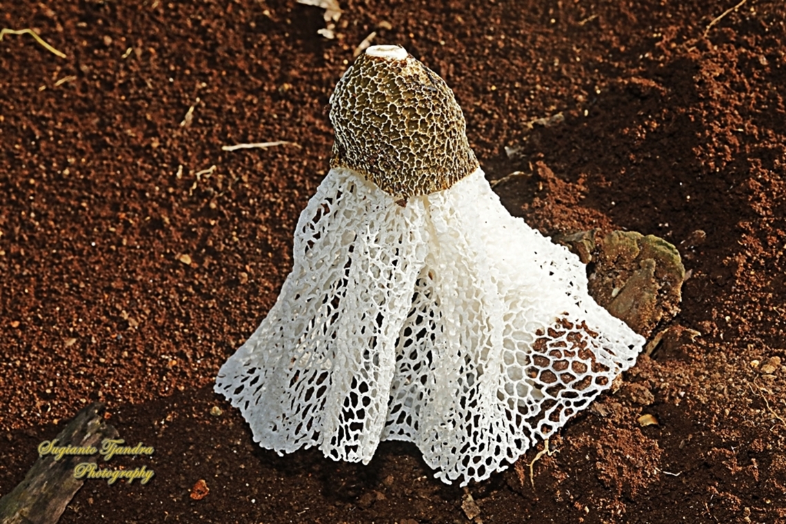 Jamur Tudung Pengantin (Bamboo mushrooms), Phallus indusiatus, family Phallaceae  Bamboo fungus,Fall,Geotagged,Indonesia,Phallus indusiatus