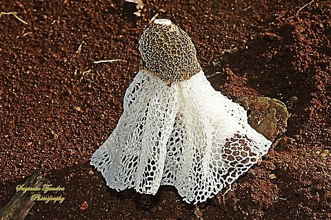 Jamur Tudung Pengantin (Bamboo mushrooms), Phallus indusiatus, family Phallaceae  Bamboo fungus,Fall,Geotagged,Indonesia,Phallus indusiatus