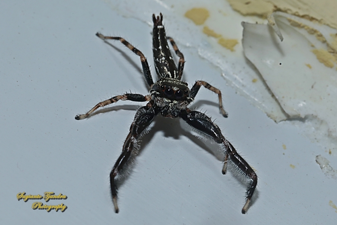 Jumping Spider, Genus Bavia  Fall,Geotagged,Indonesia