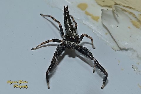 Jumping Spider, Genus Bavia  Fall,Geotagged,Indonesia