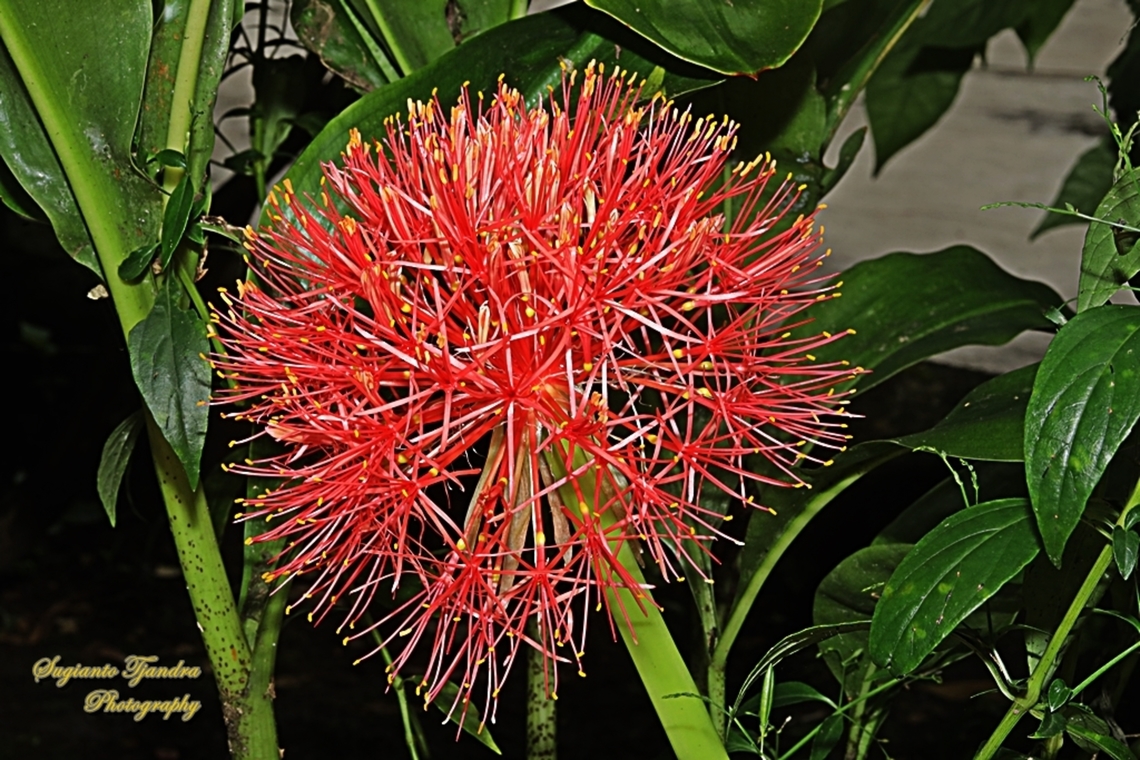 Blood Lily flower, Scadoxus multiflorus  Blood flower,Fall,Geotagged,Indonesia,Scadoxus multiflorus