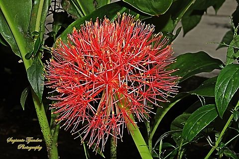 Blood Lily flower, Scadoxus multiflorus  Blood flower,Fall,Geotagged,Indonesia,Scadoxus multiflorus