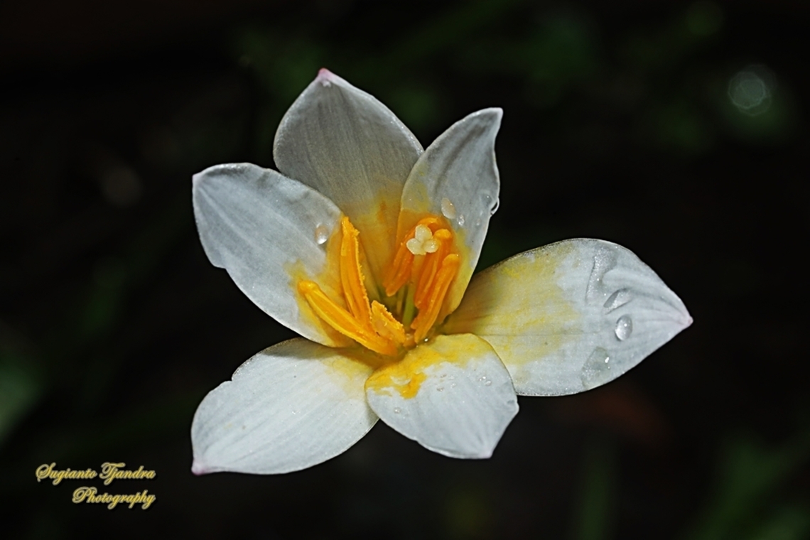 White Rain-Lily, Zephyranthes candida  Geotagged,Indonesia,White Rain-Lily,Winter,Zephyranthes candida