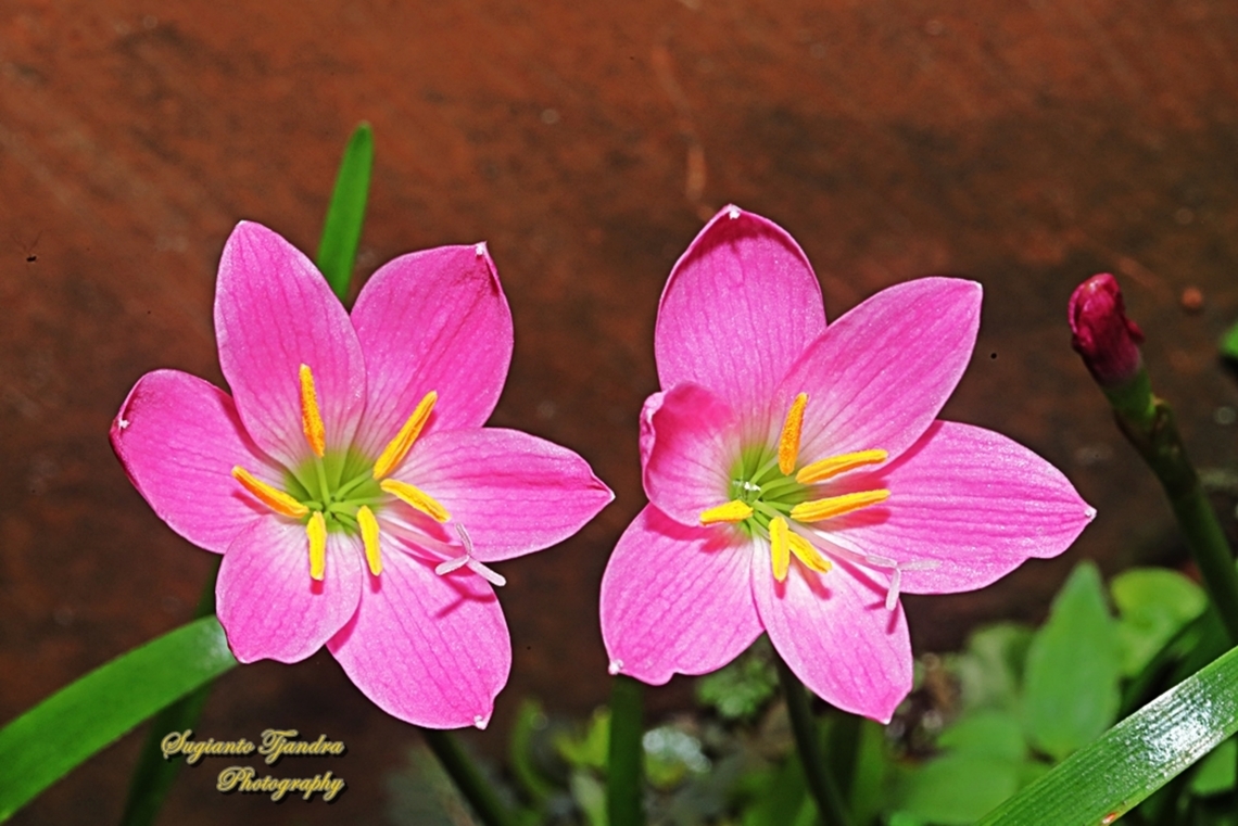 Rose Pink Zephyr Lily, Zephyranthes carinata  Geotagged,Indonesia,Winter,Zephyranthes carinata,rosepink zephyr lily