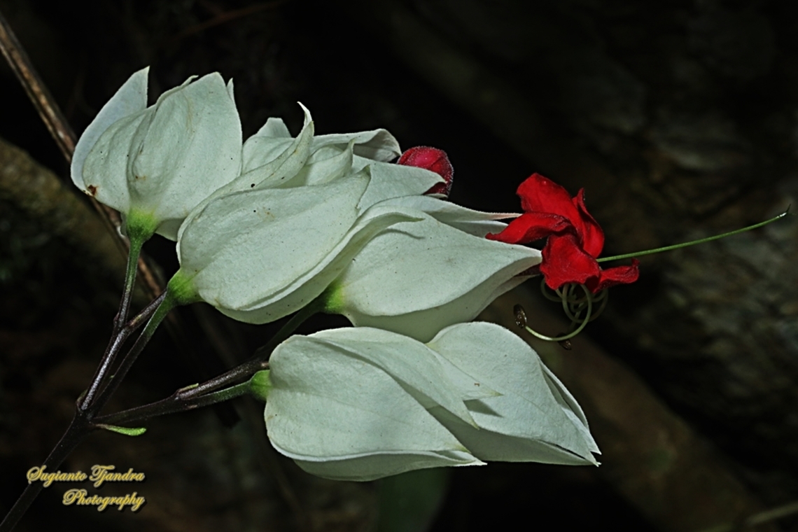 Nona makan sirih, The bleeding glory bower, Clerodendrum thomsoniae  Bleeding glory-bower,Clerodendrum thomsoniae,Geotagged,Indonesia,Winter