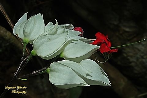 Nona makan sirih, The bleeding glory bower, Clerodendrum thomsoniae  Bleeding glory-bower,Clerodendrum thomsoniae,Geotagged,Indonesia,Winter